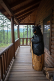 Big Bear in Stump