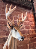 Buck Bust